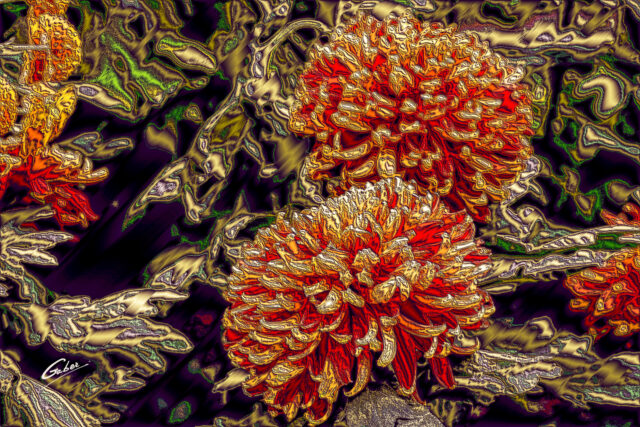 Chrysanthemum grandiflorum 2021  20