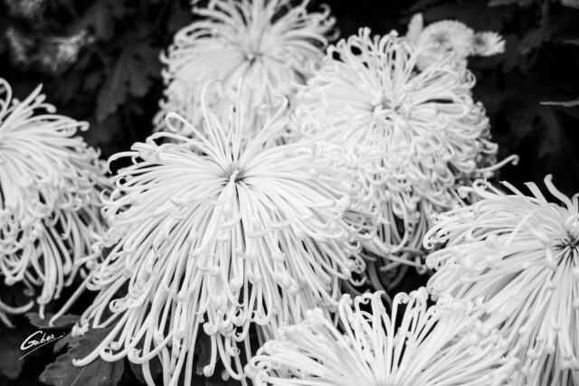 Chrysanthemum grandiflorum 2021  22