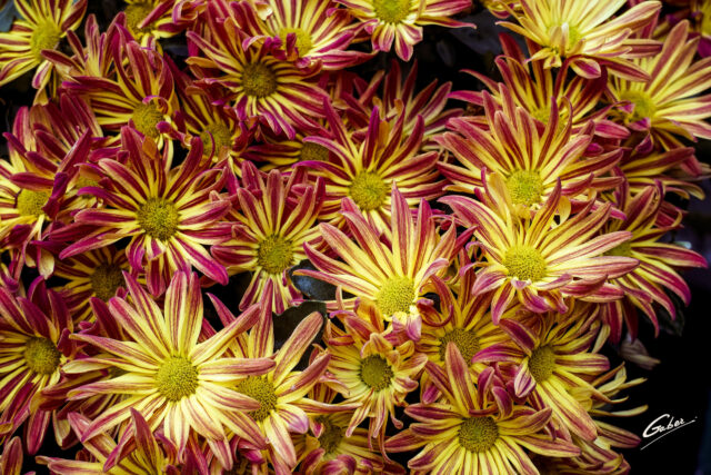 Chrysanthemum grandiflorum 2021  25