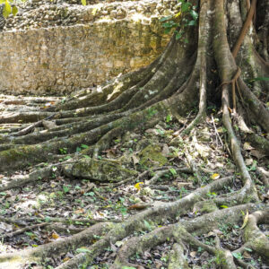 Palenque Archeological Site 2022  30