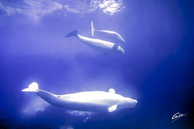 Beluga Whales(Delphinapterus leucas) 2023  01