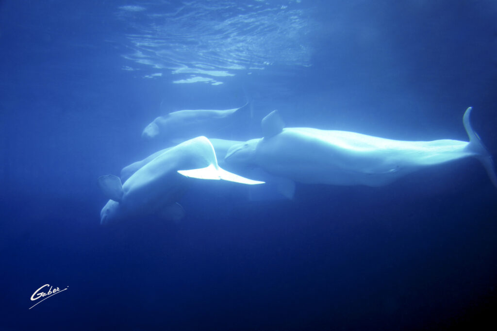 Beluga Whales(Delphinapterus leucas) 2023  04
