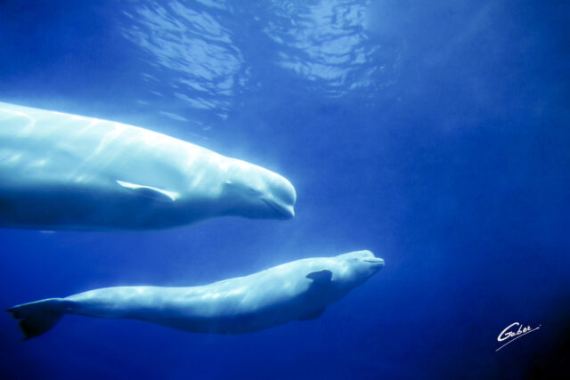 Beluga Whales(Delphinapterus leucas) 2023  05