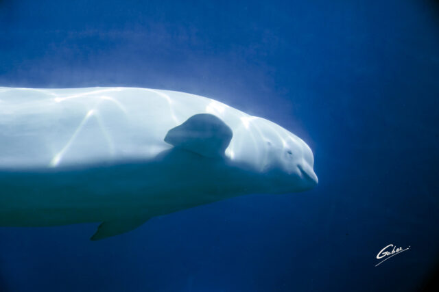 Beluga Whales(Delphinapterus leucas) 2023  09