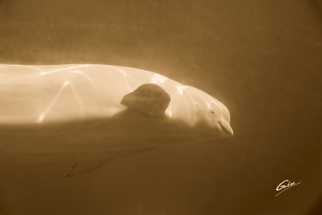 Beluga Whales(Delphinapterus leucas) 2023  09