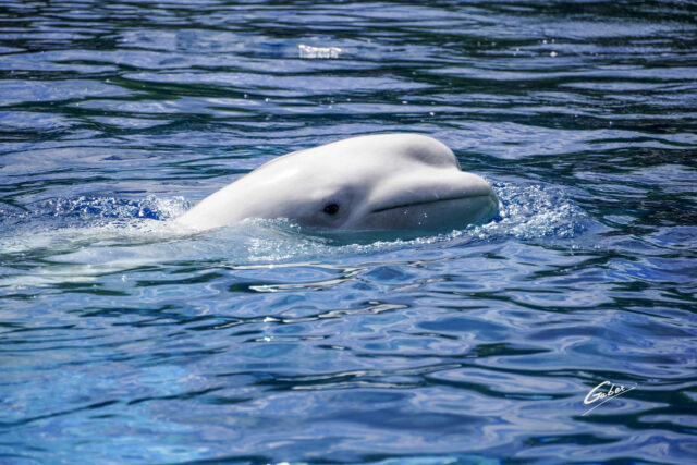 Beluga Whales(Delphinapterus leucas) 2023  13
