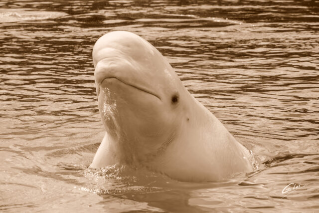Beluga Whales(Delphinapterus leucas) 2023  17