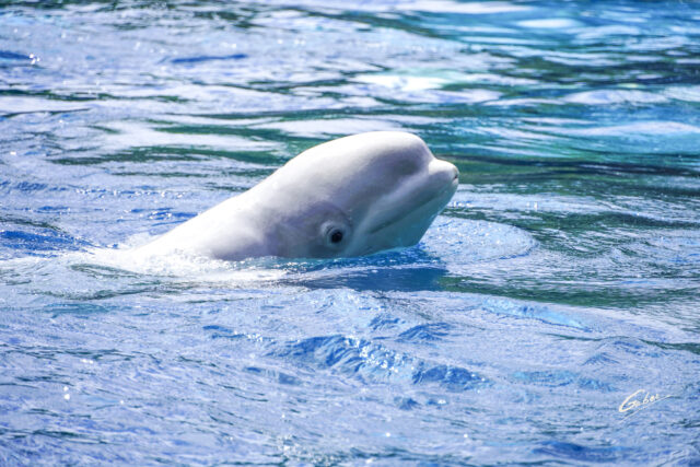 Beluga Whales(Delphinapterus leucas) 2023  21