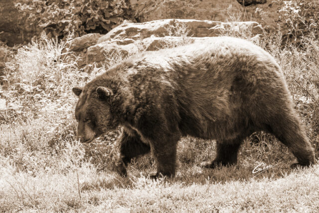 Brown Bear (Ursus arctos) 2023  01