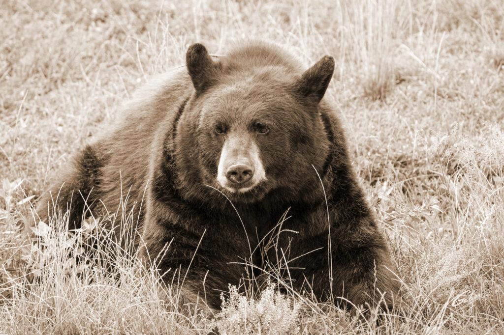 Brown Bear (Ursus arctos) 2023  03