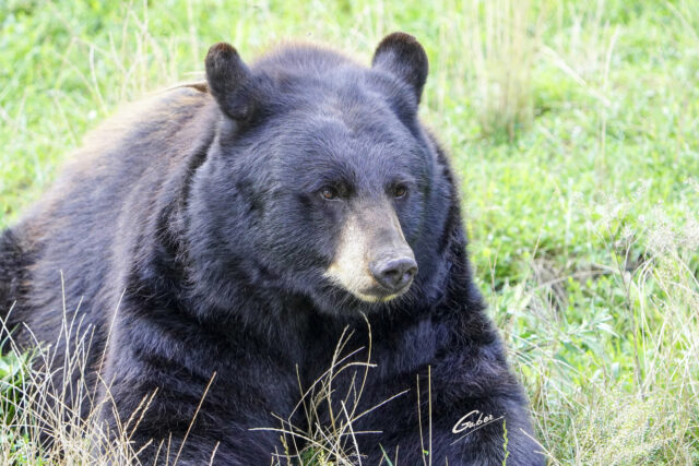 Brown Bear (Ursus arctos) 2023  06