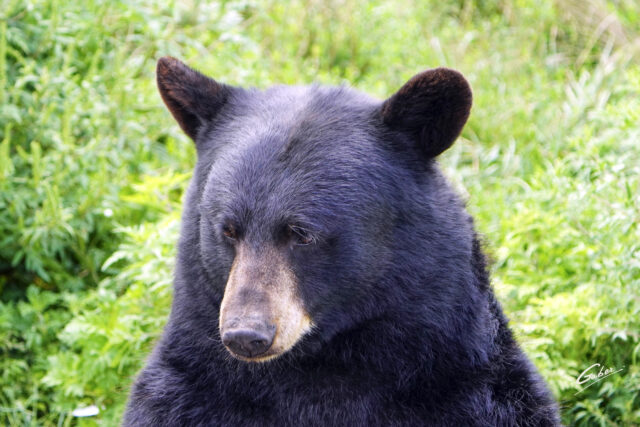 Brown Bear (Ursus arctos) 2023  09