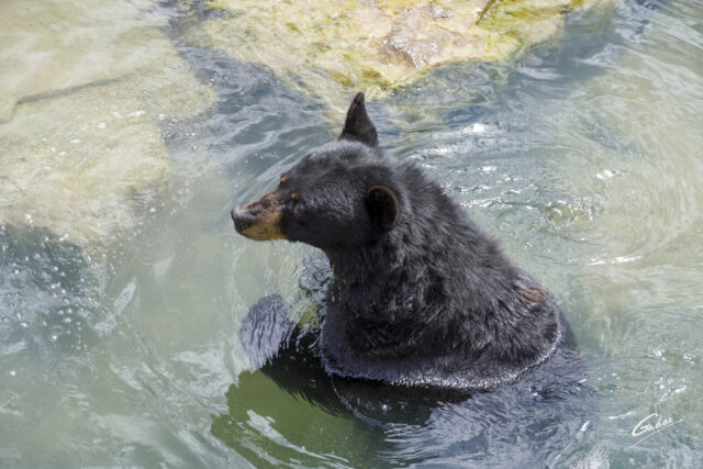Brown Bear (Ursus arctos) 2023  12