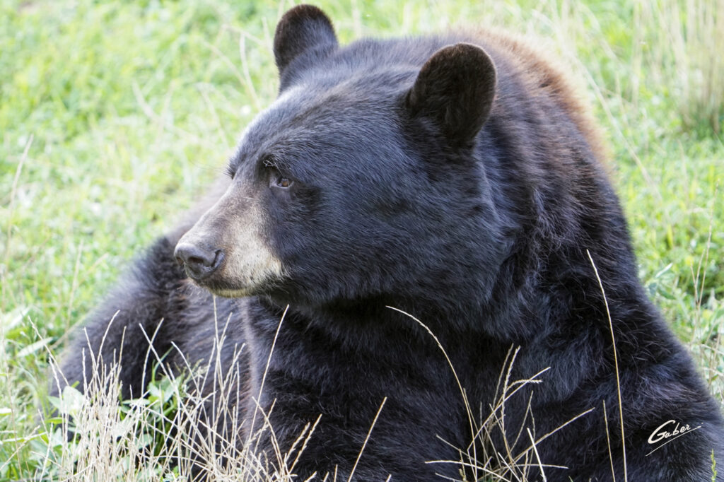 Brown Bear (Ursus arctos) 2023  14