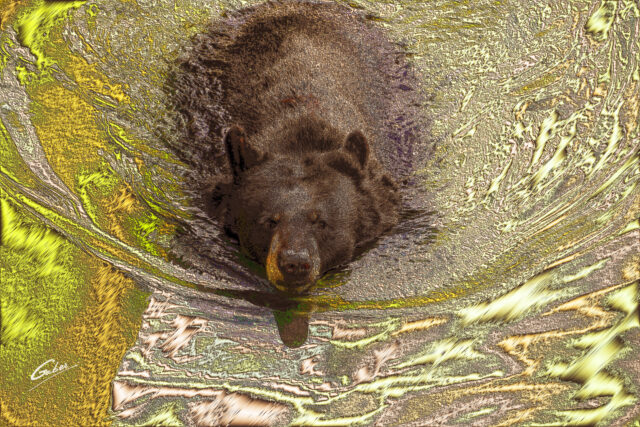 Brown Bear (Ursus arctos) 2023  07
