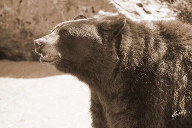 Brown Bear (Ursus arctos) 2023  16