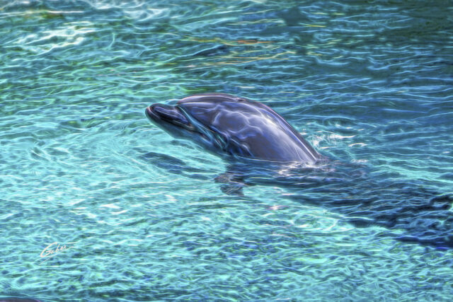 Dolphin(Delhinus delphis) 2023  01
