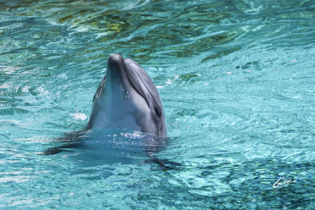 Dolphin(Delhinus delphis) 2023  02
