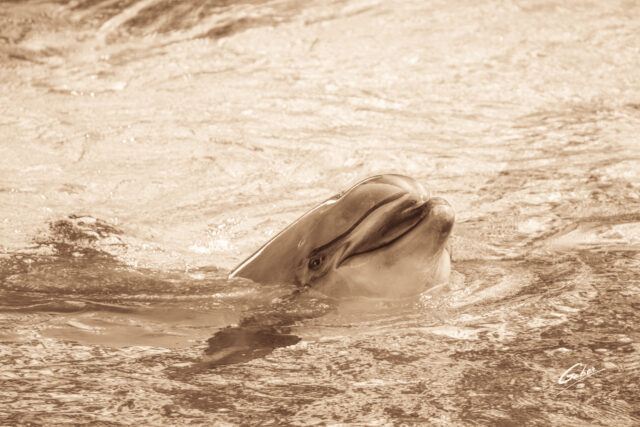 Dolphin(Delhinus delphis) 2023  03