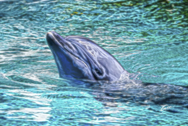 Dolphin(Delhinus delphis) 2023  05
