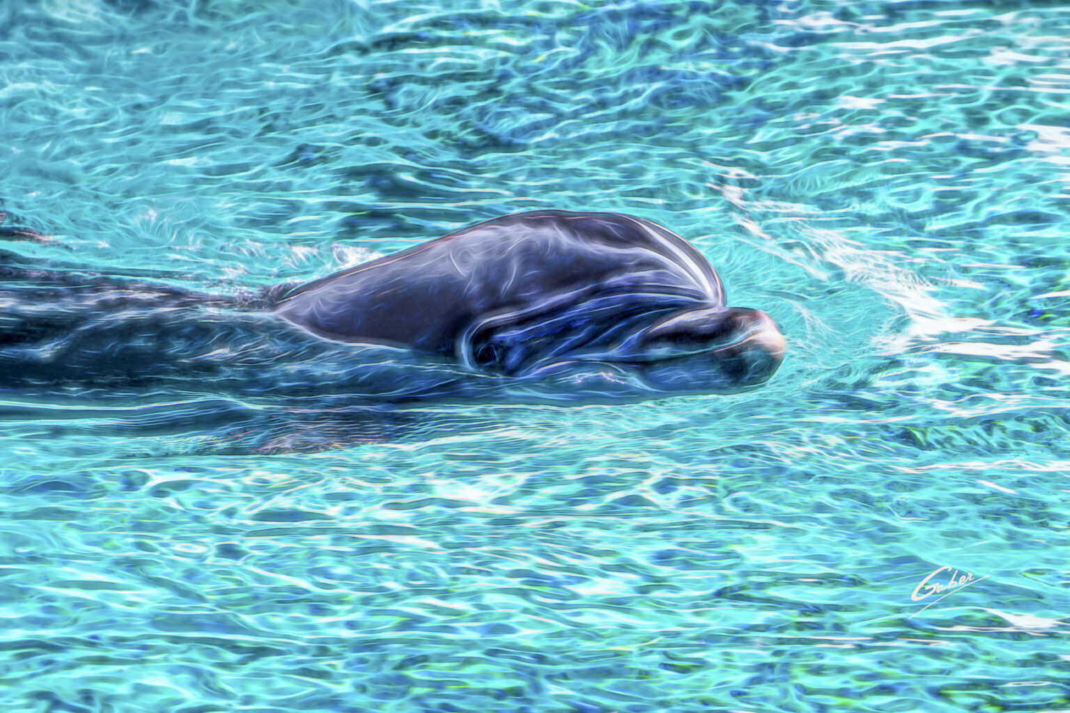 Dolphin(Delhinus delphis) 2023  06