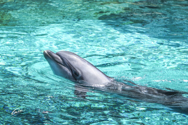 Dolphin(Delhinus delphis) 2023  07