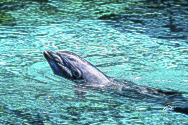 Dolphin(Delhinus delphis) 2023  07