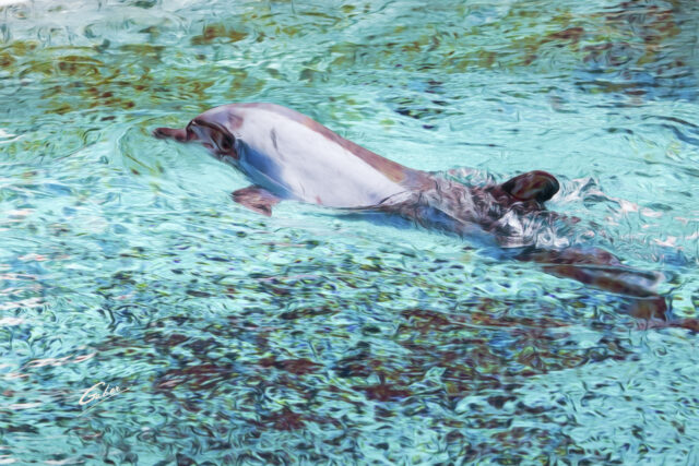 Dolphin(Delhinus delphis) 2023  08