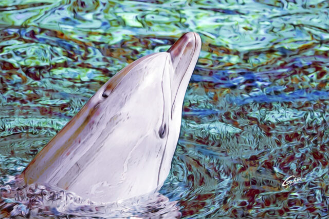 Dolphin(Delhinus delphis) 2023  09