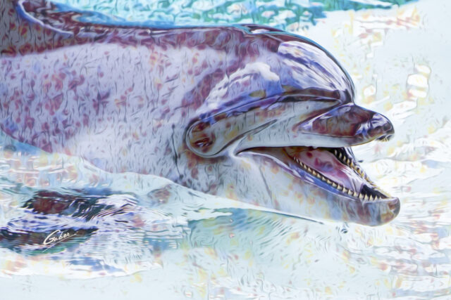 Dolphin(Delhinus delphis) 2023  10