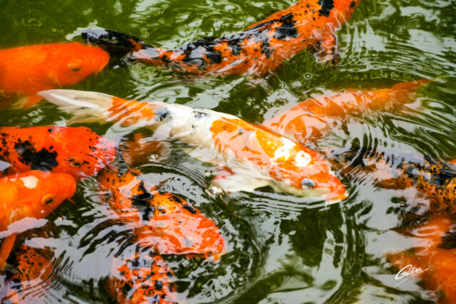 Koi Fish (Carassius auratus) Pond 10