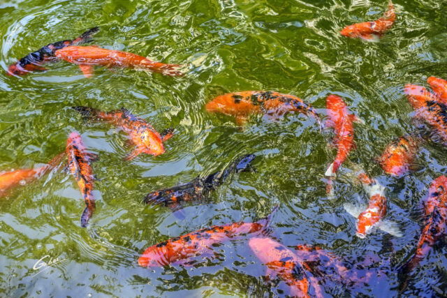 Koi Fish (Carassius auratus) Pond 13