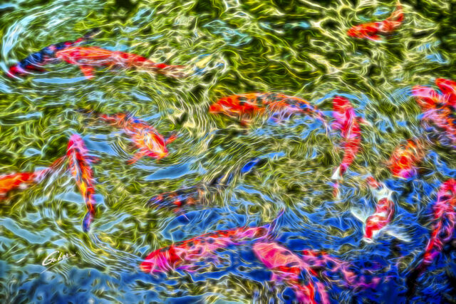 Koi Fish (Carassius auratus) Pond 13