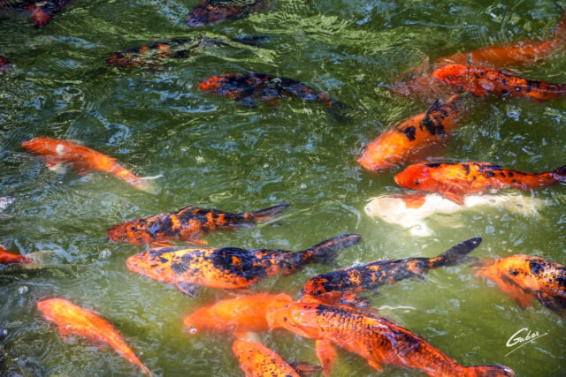 Koi Fish (Carassius auratus) Pond 14