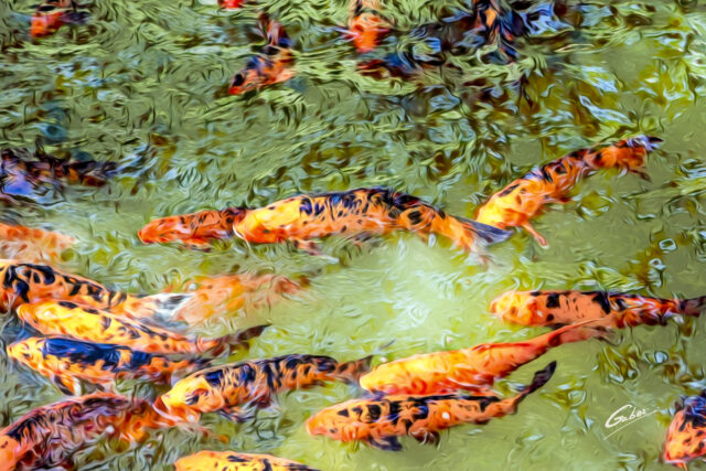 Koi Fish (Carassius auratus) Pond 16
