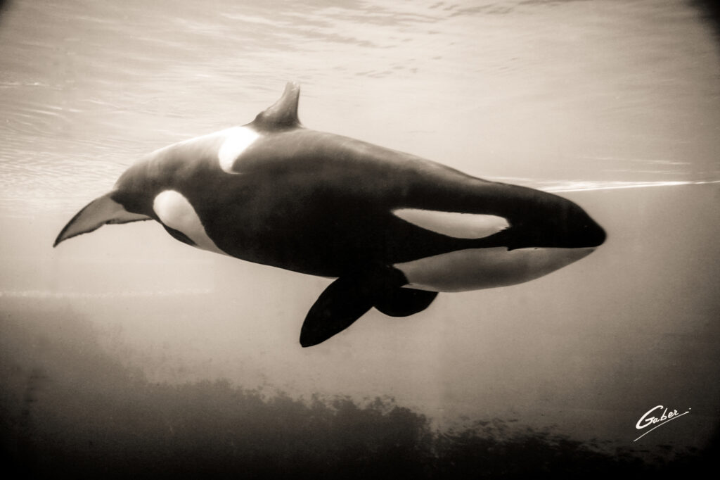 Orca Killer Whale(Oranus orca)  01