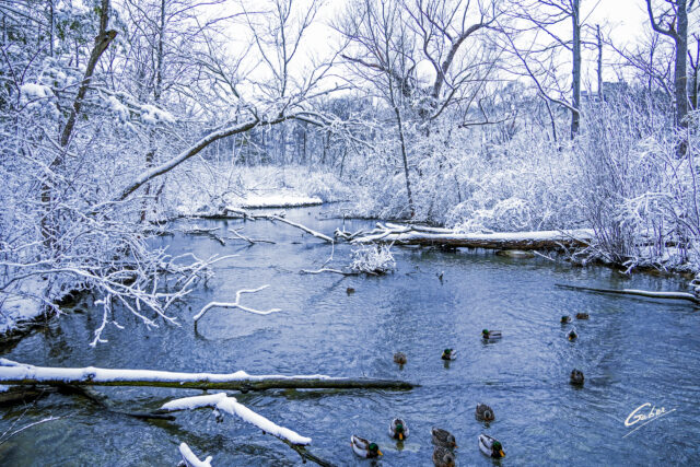 Early Winter Landscape Scenes 2024  106
