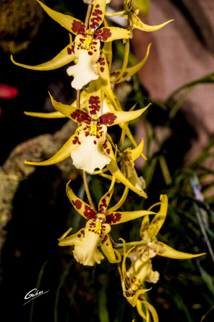 Orchid Brassia laurenceana 01