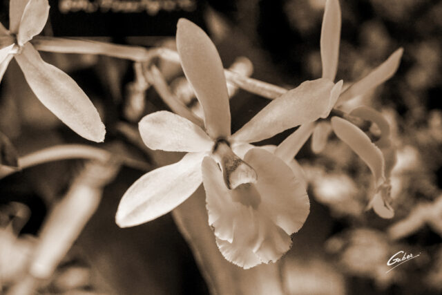 Orchid Cattleya 29