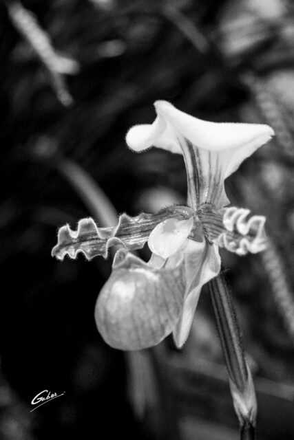 Orchid Paphiopedilum 07