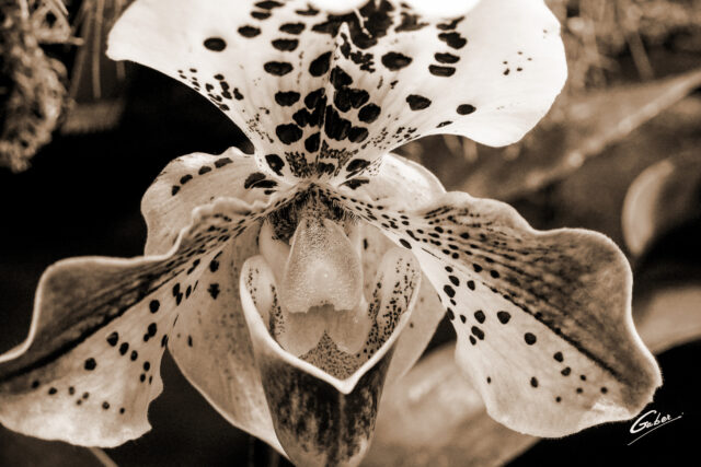 Orchid Paphiopedilum 19