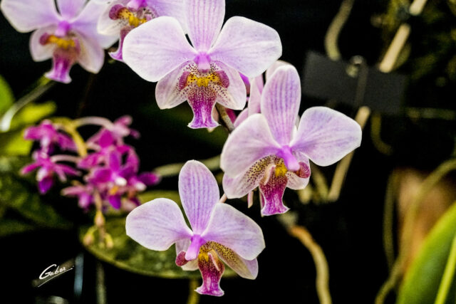Orchid Phaelenopsis 01