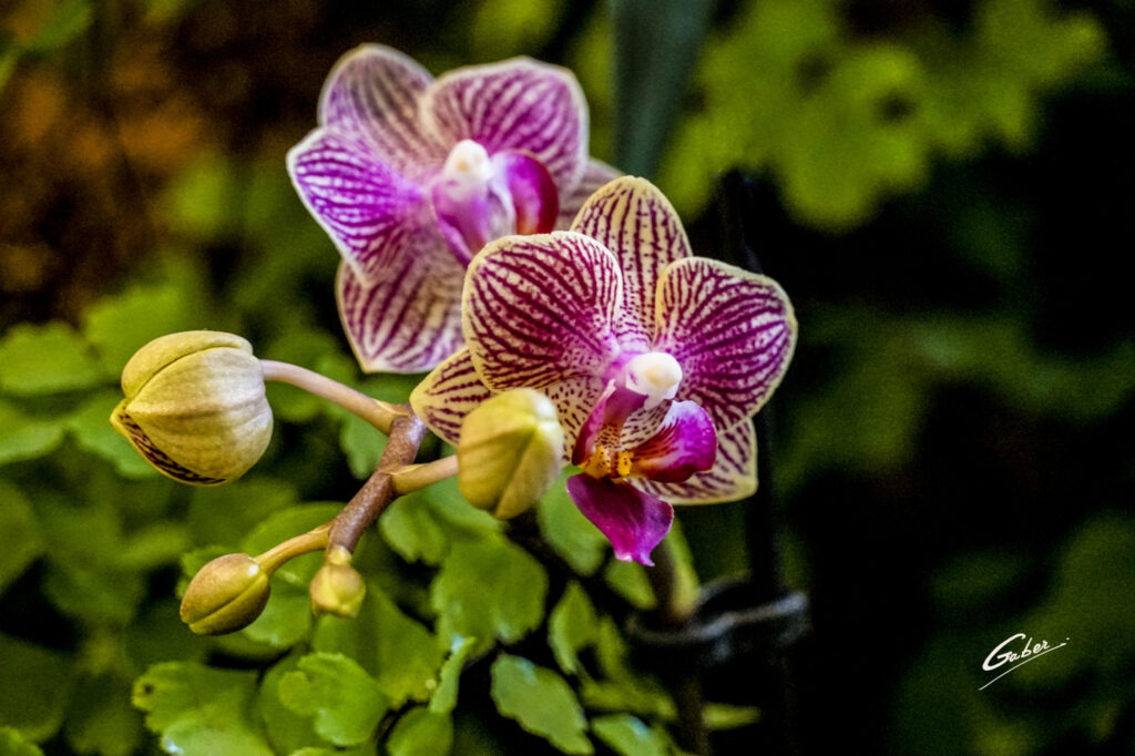 Orchid Phaelenopsis 02