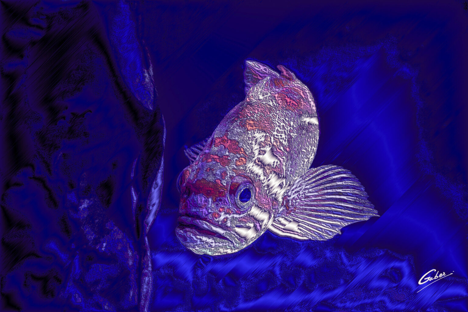 Copper Rockfish (Sebastes caurinus) 03