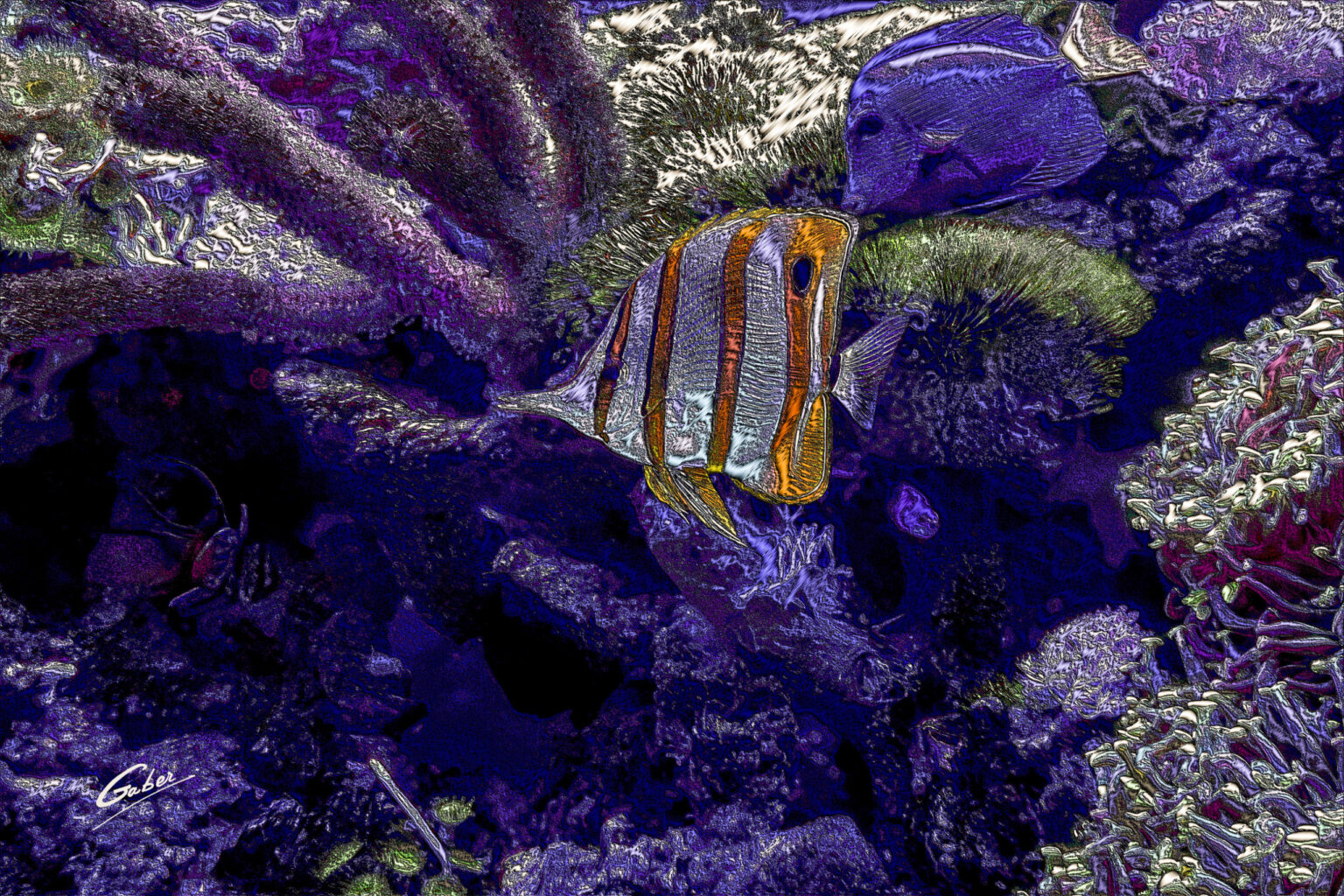 Copperband butterflyfish 40