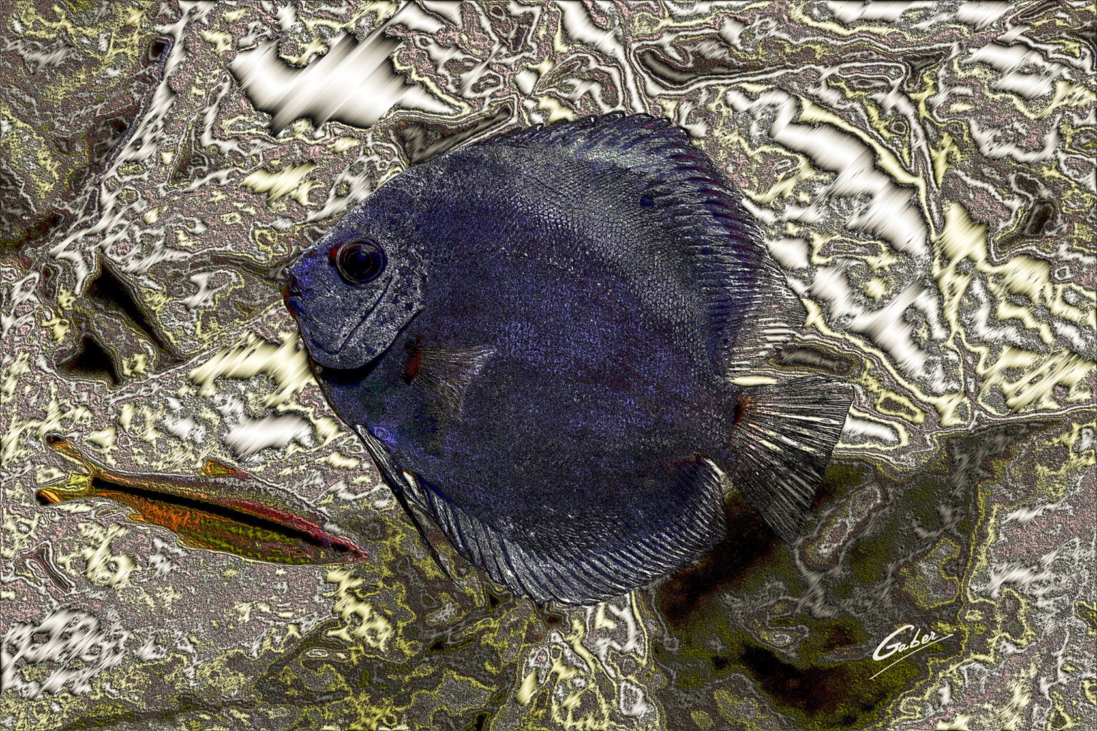 Blue Diamond Discus 51